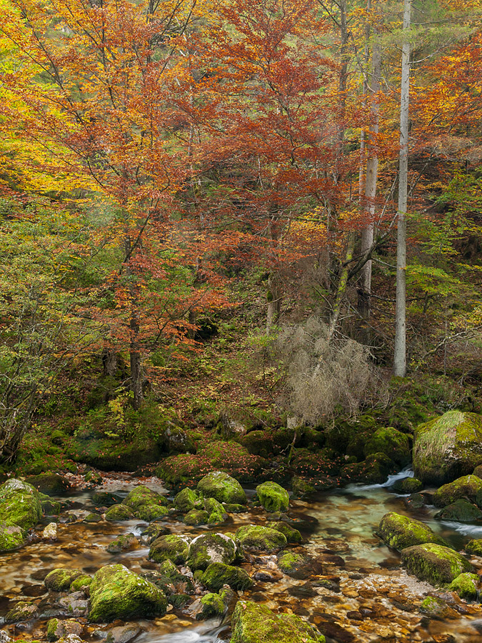 Autumn Scene #1