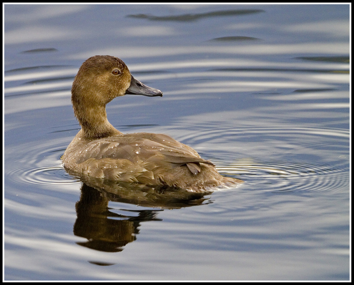 Teton Duck