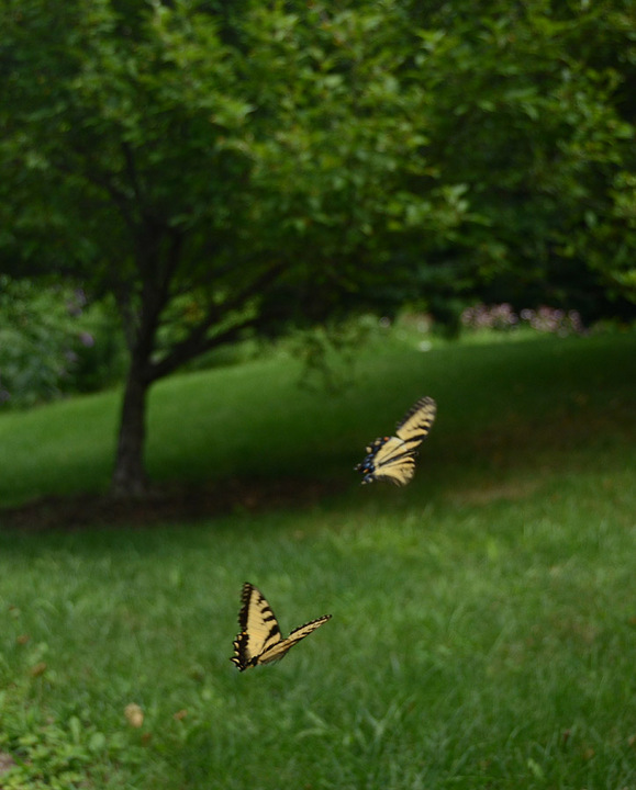 Courtship