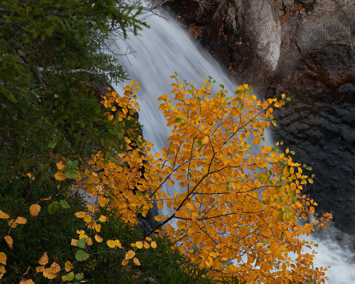 Yellow Fall + Repost