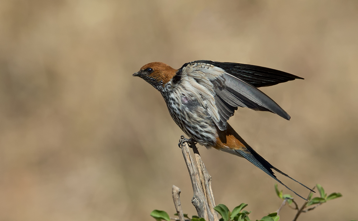 Lesser Striped Swallow