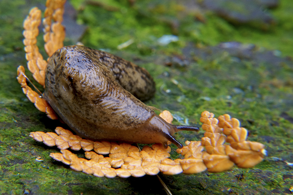 WC 605- Gastropod