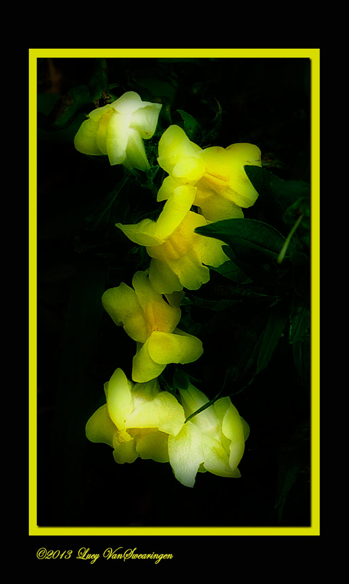 Dreamy Yellow
