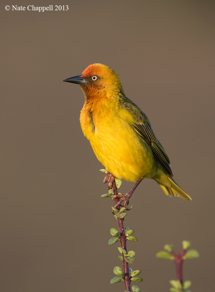 Cape Weaver