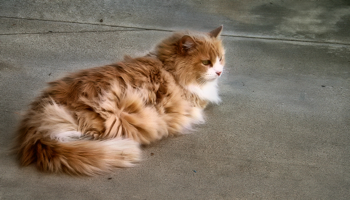 The Duchess