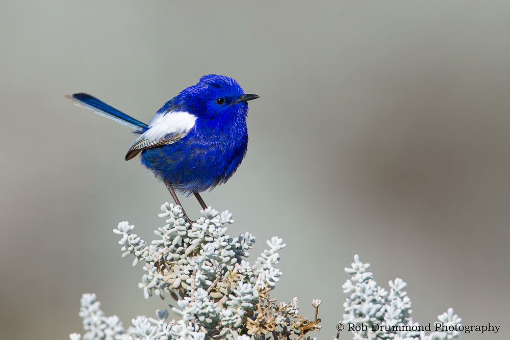 White-winged Fairywren