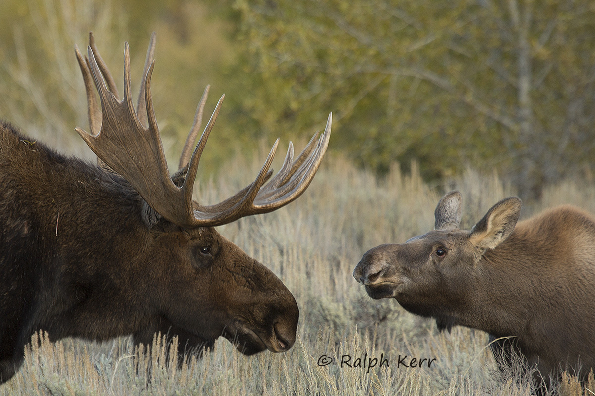 Bull Moose and Calf