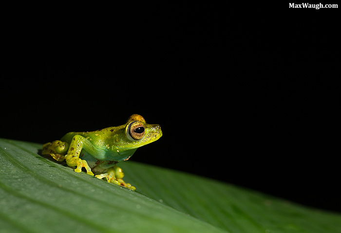 Crimson-Webbed Tree Frog
