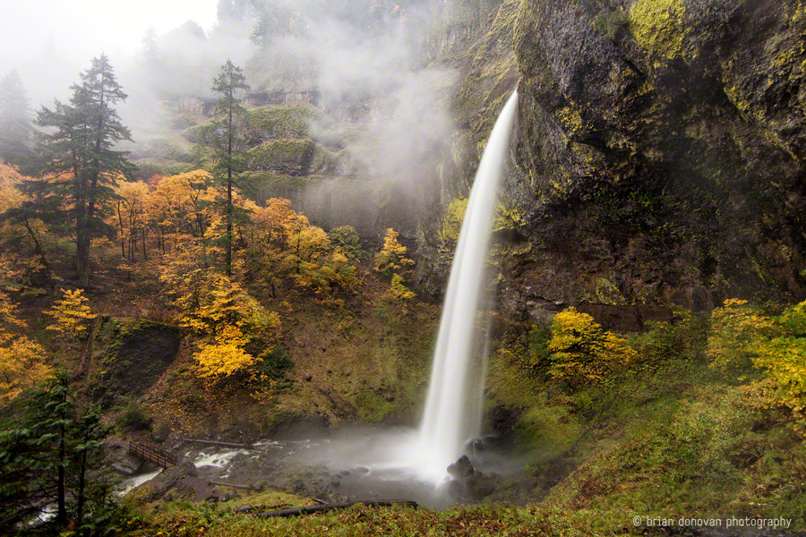 Into the Mist