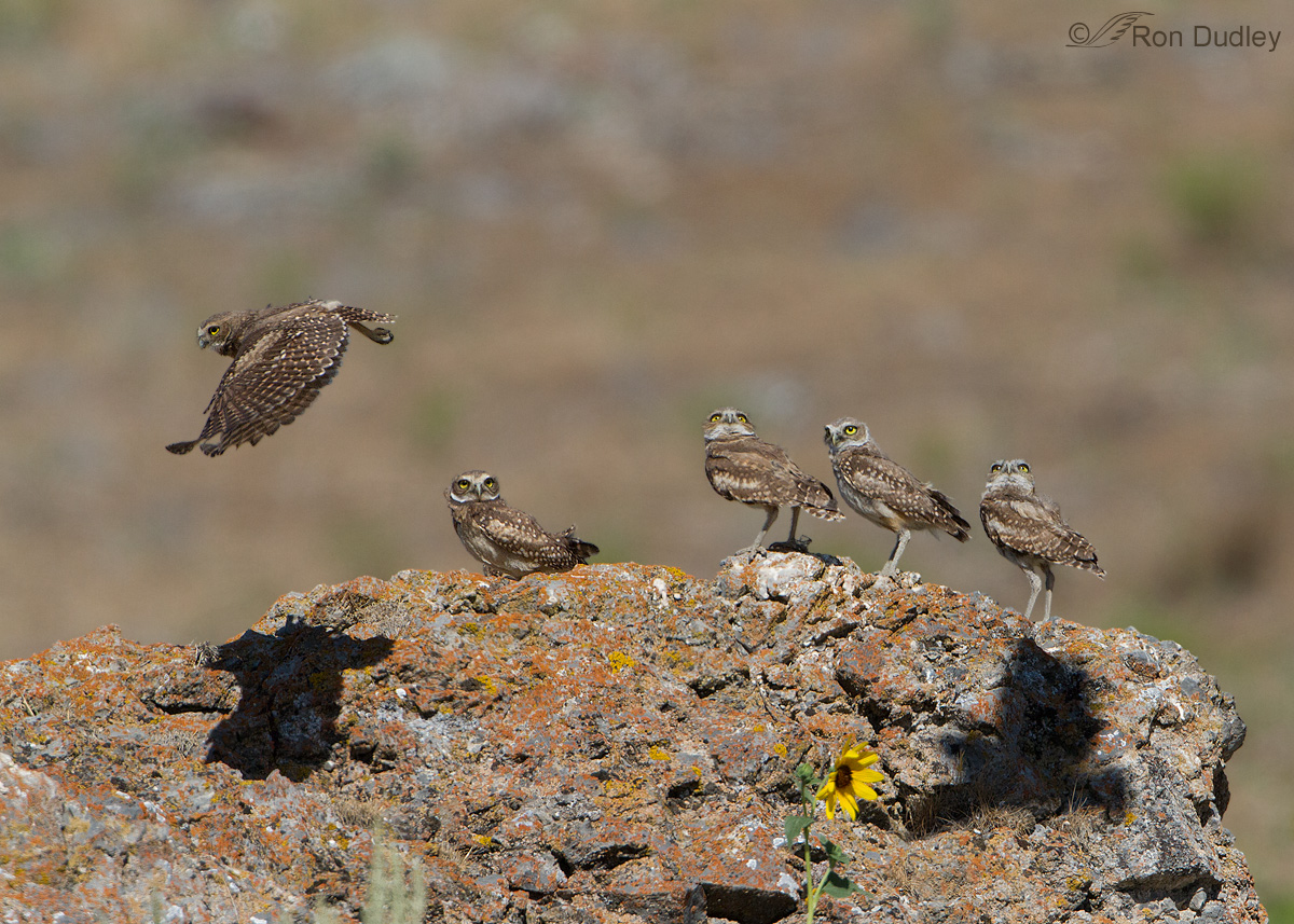 Burrowing Owls