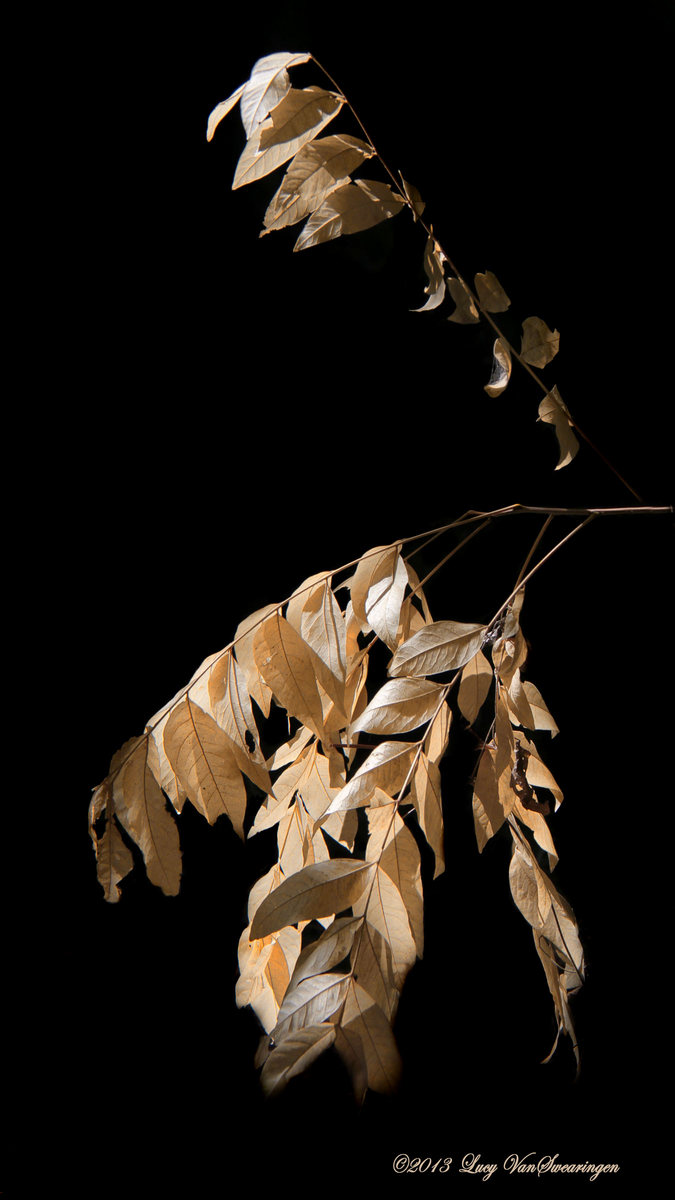 Drought Drapery w/ major crop re-post