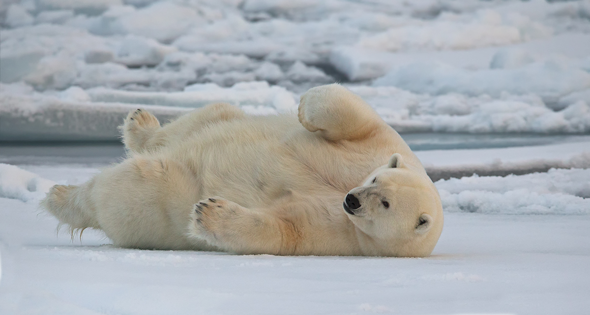 Artic Roll