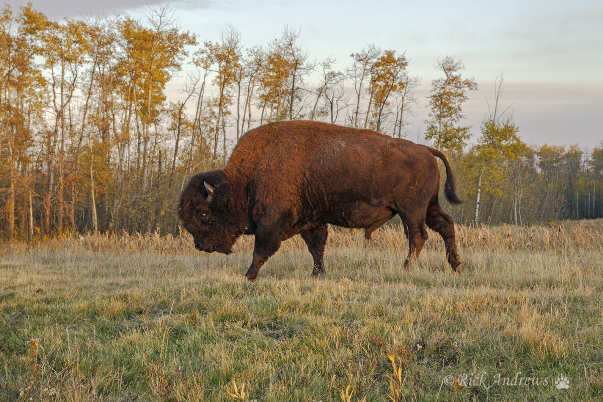 Wood Bison