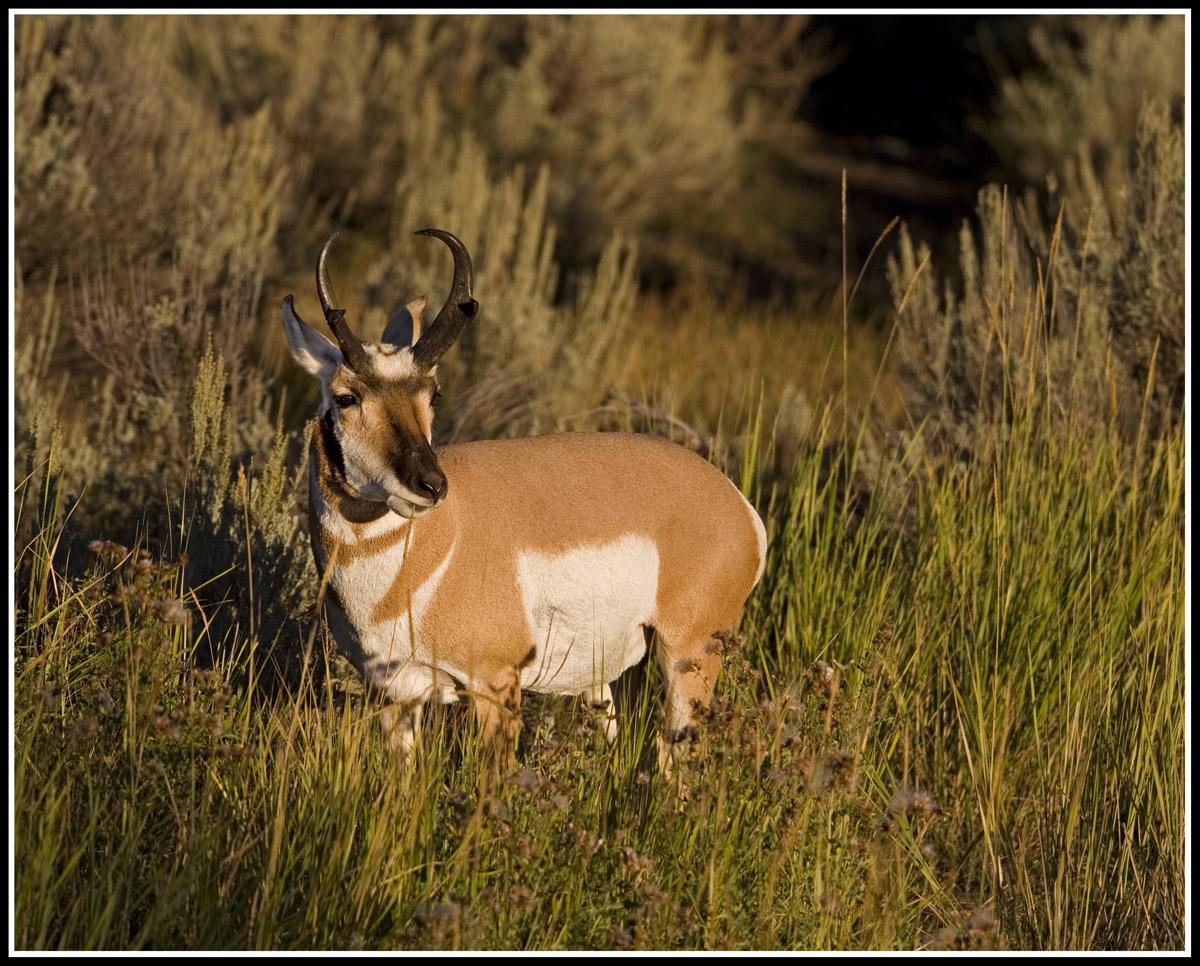 Lamar Valley Pronghorn