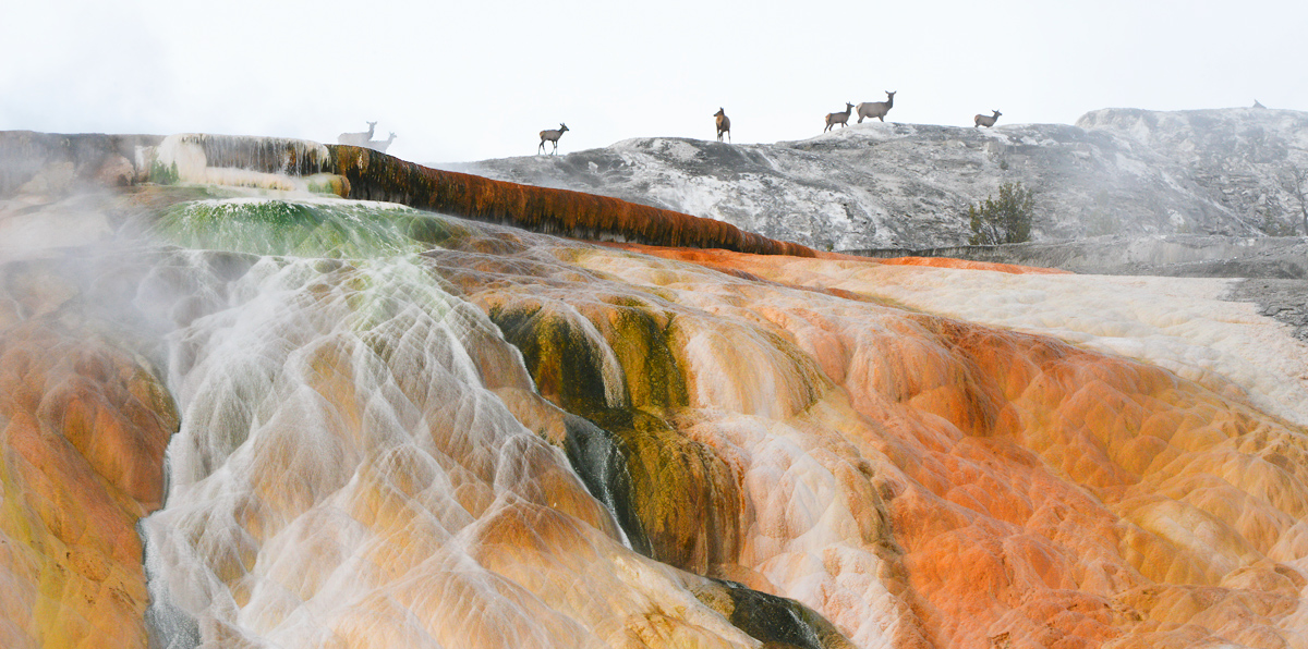 Elk Mammoth Hot Springs