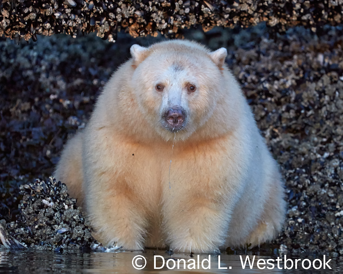 Kermode Bear