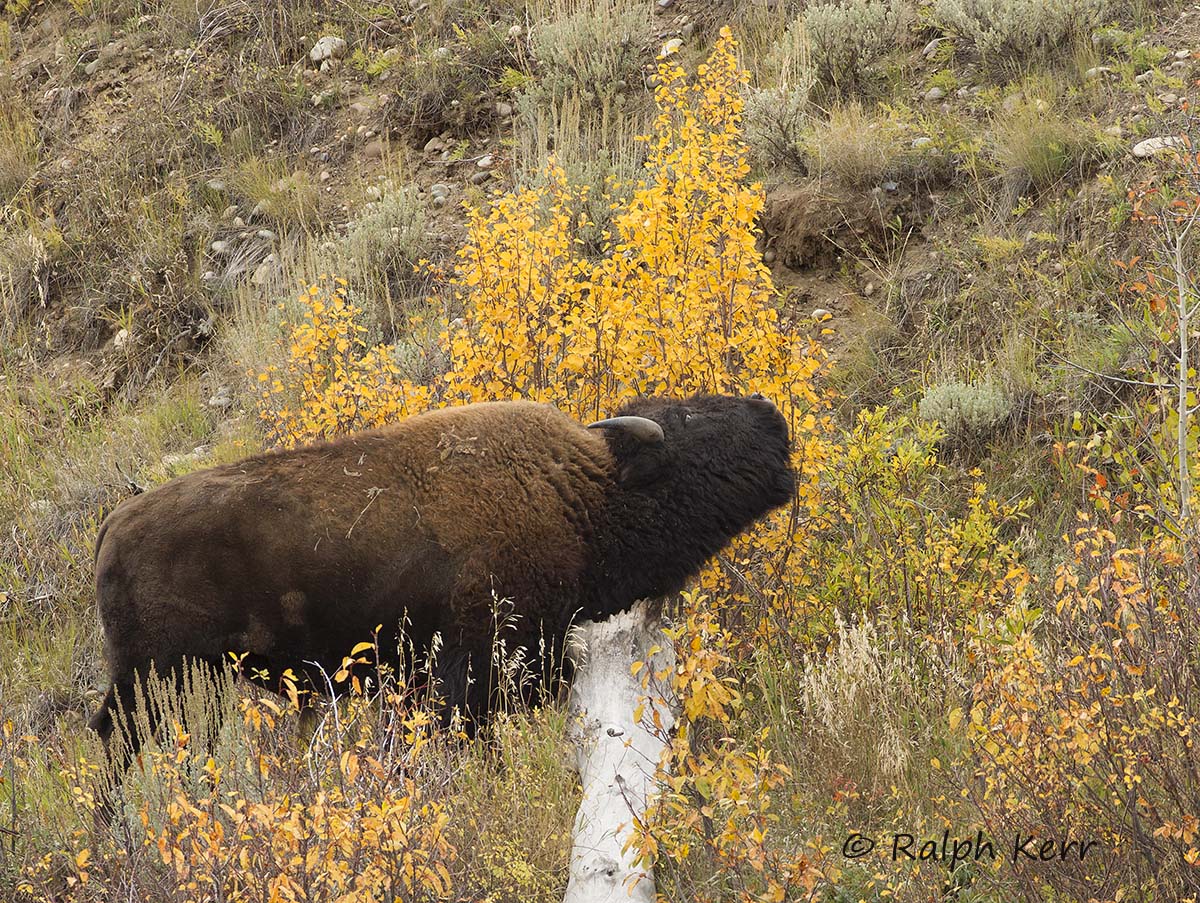 Scratching Bison