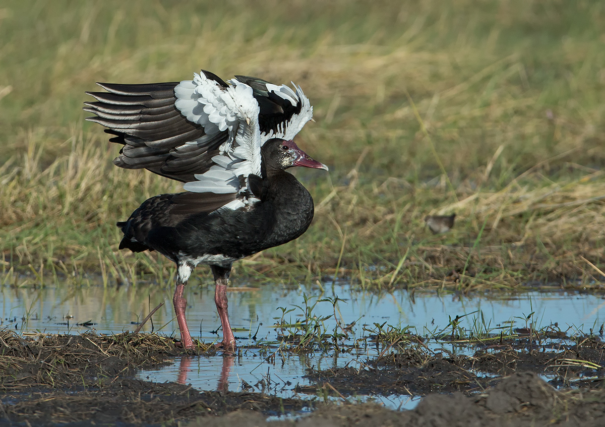 Spur Winged Goose