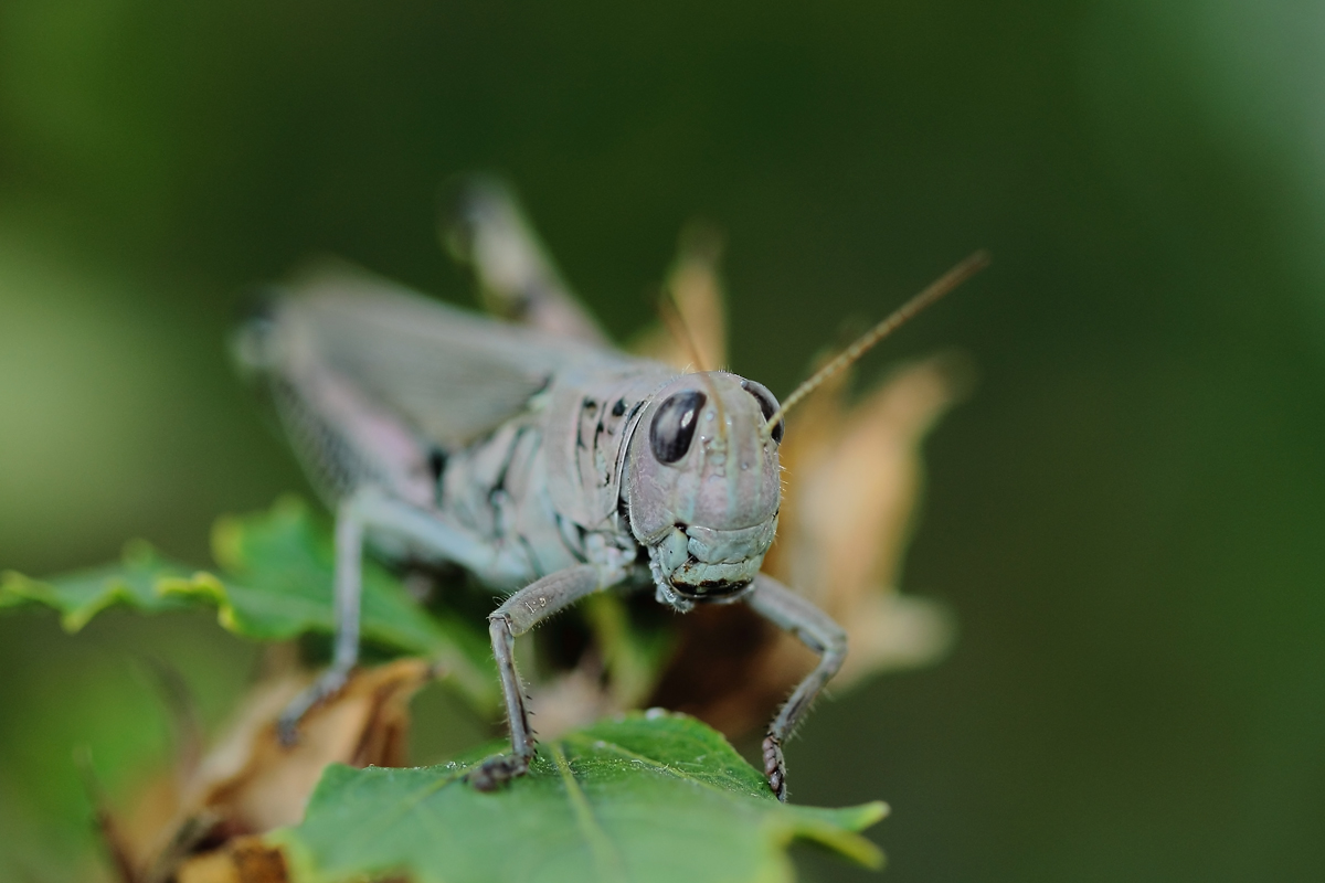 Grasshopper