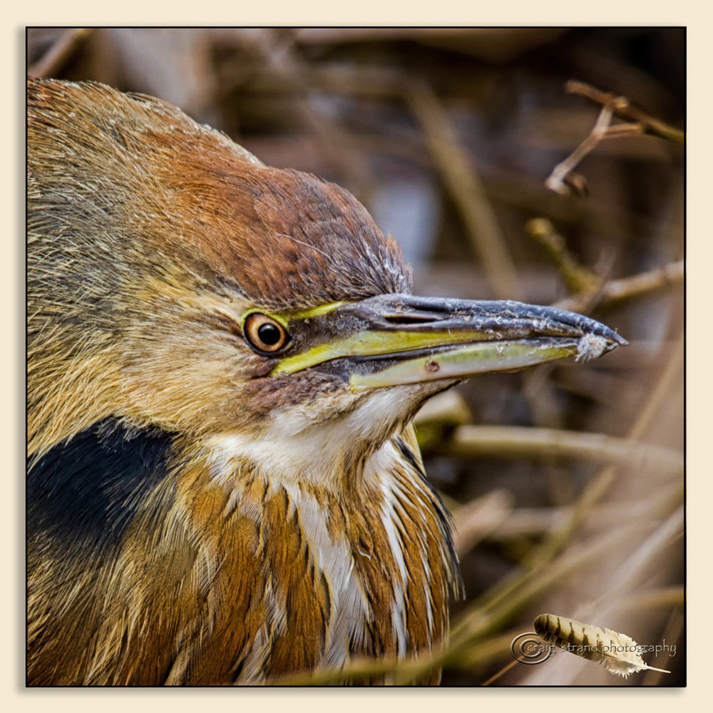 Bittern portrait