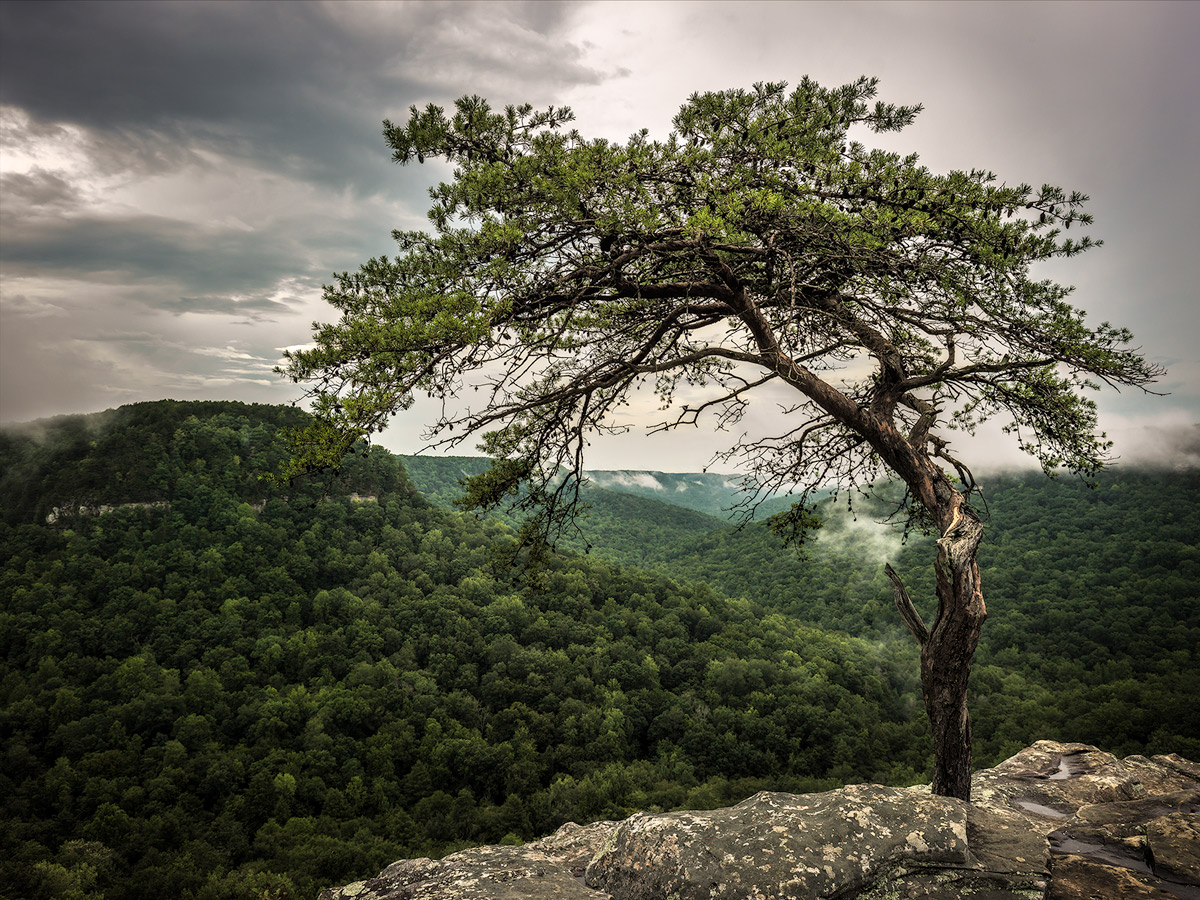 The Sentinel