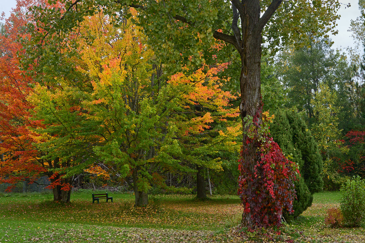 Autumn  colors #5