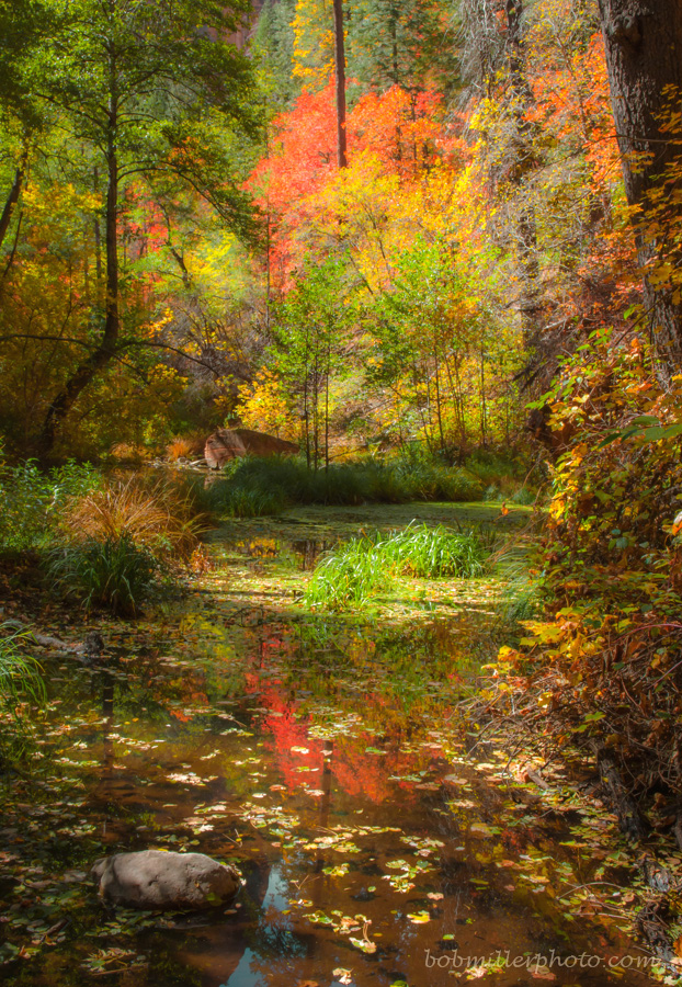 Autumn Blush