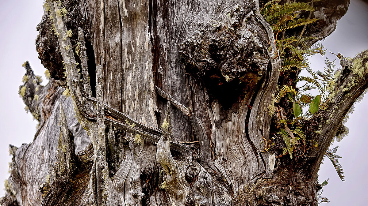 Old scars