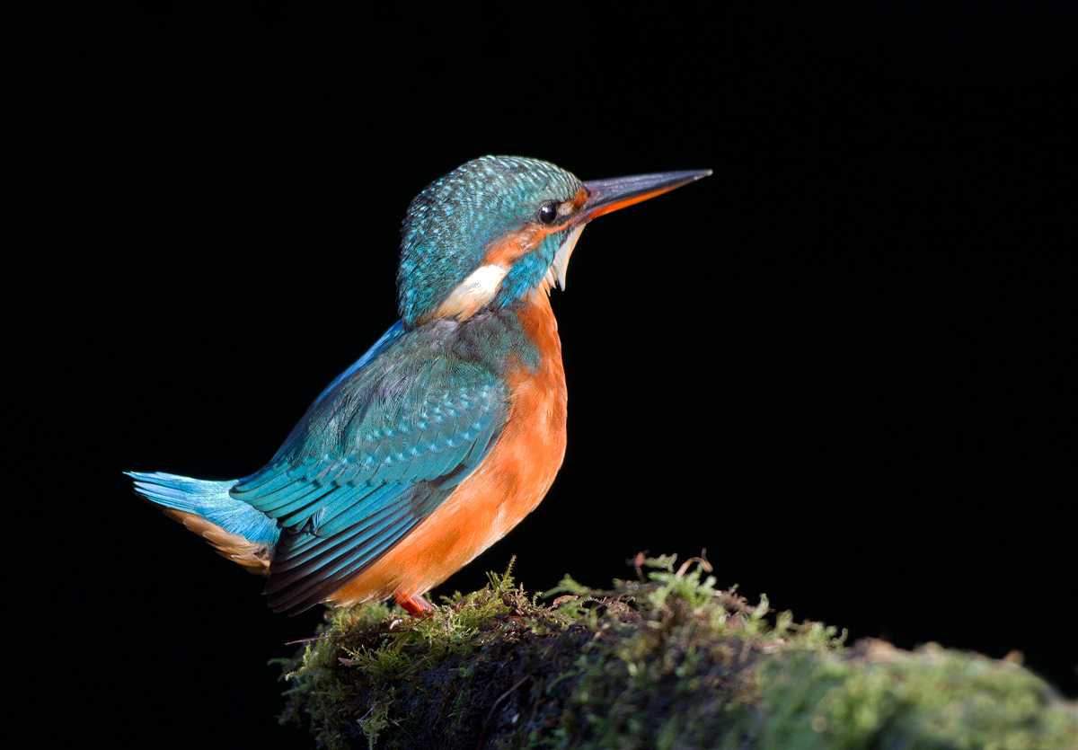 KINGFISHER