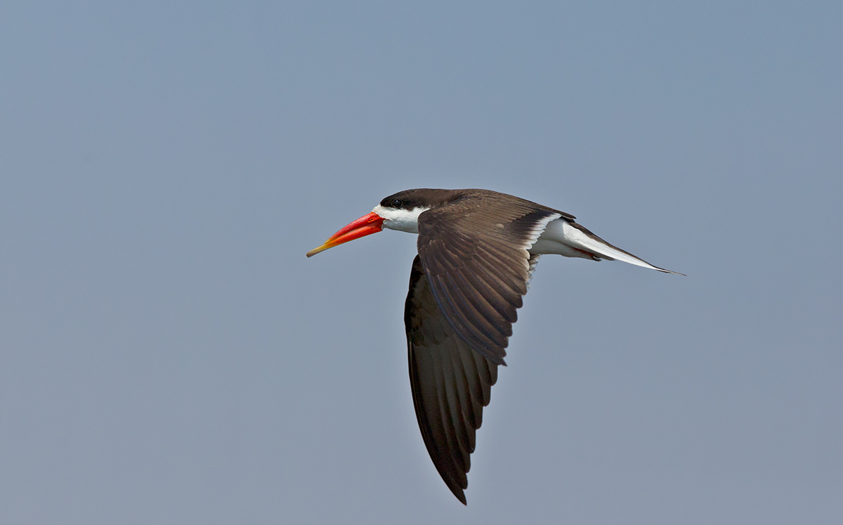 African Skimmer