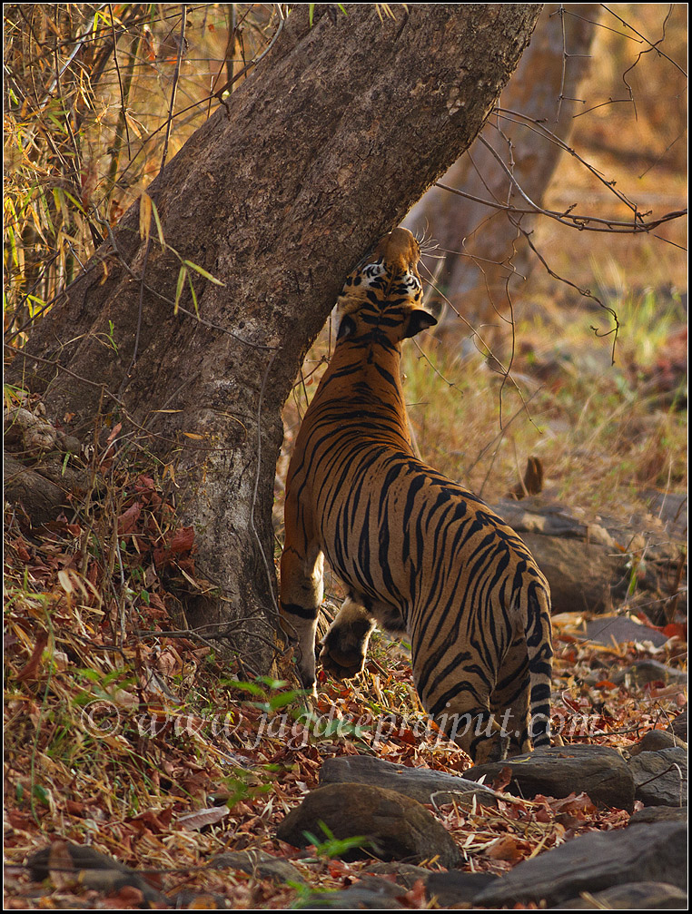 Scent marking
