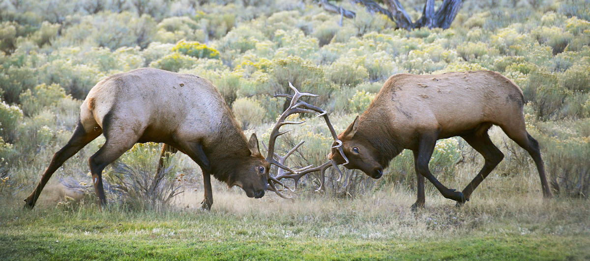 Elk skirmish