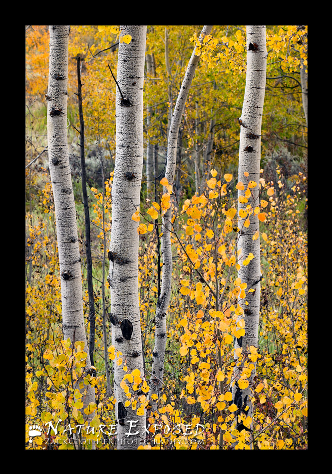 Autumn Simplicity