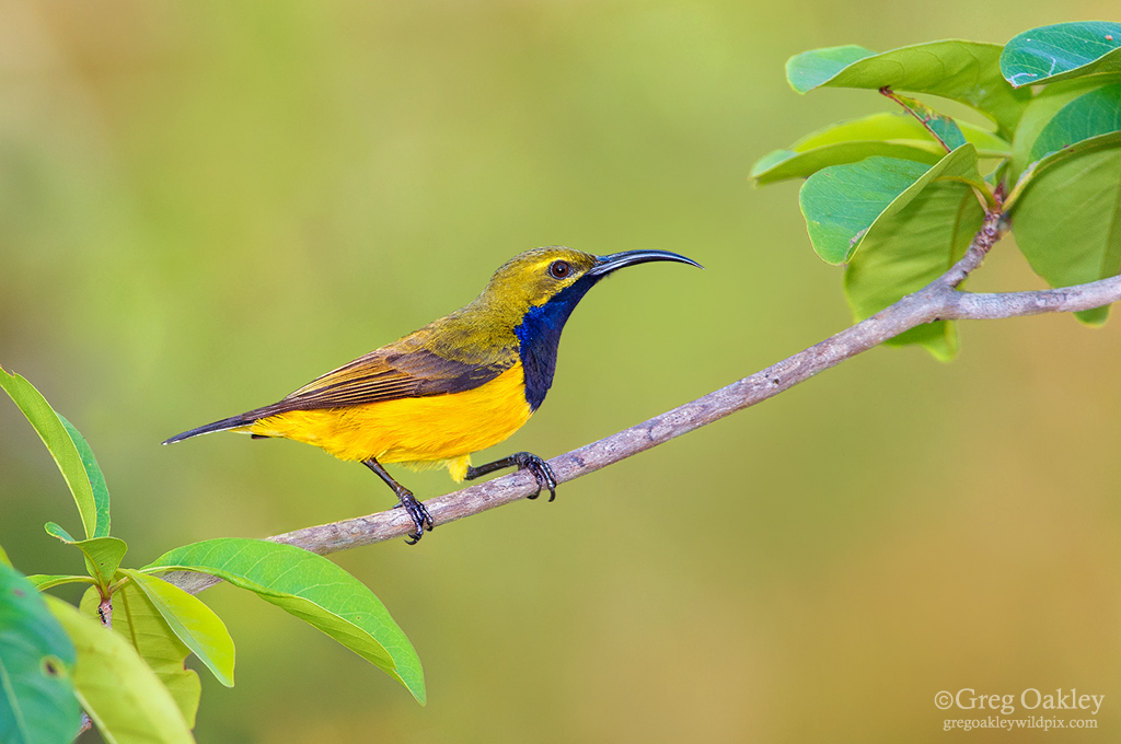 Olive-backed Sunbird