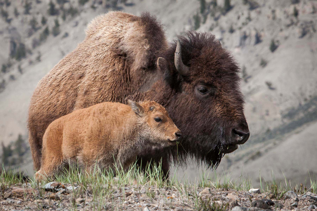 Bison Calf with Mom