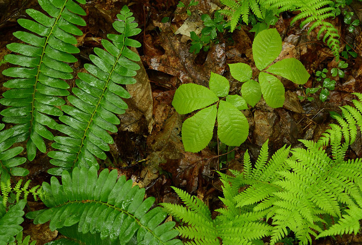 Leaf Geometry