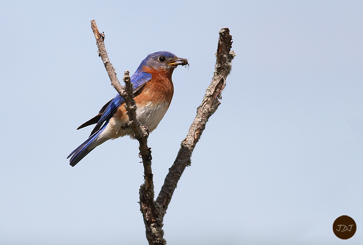 Eastern Bluebird