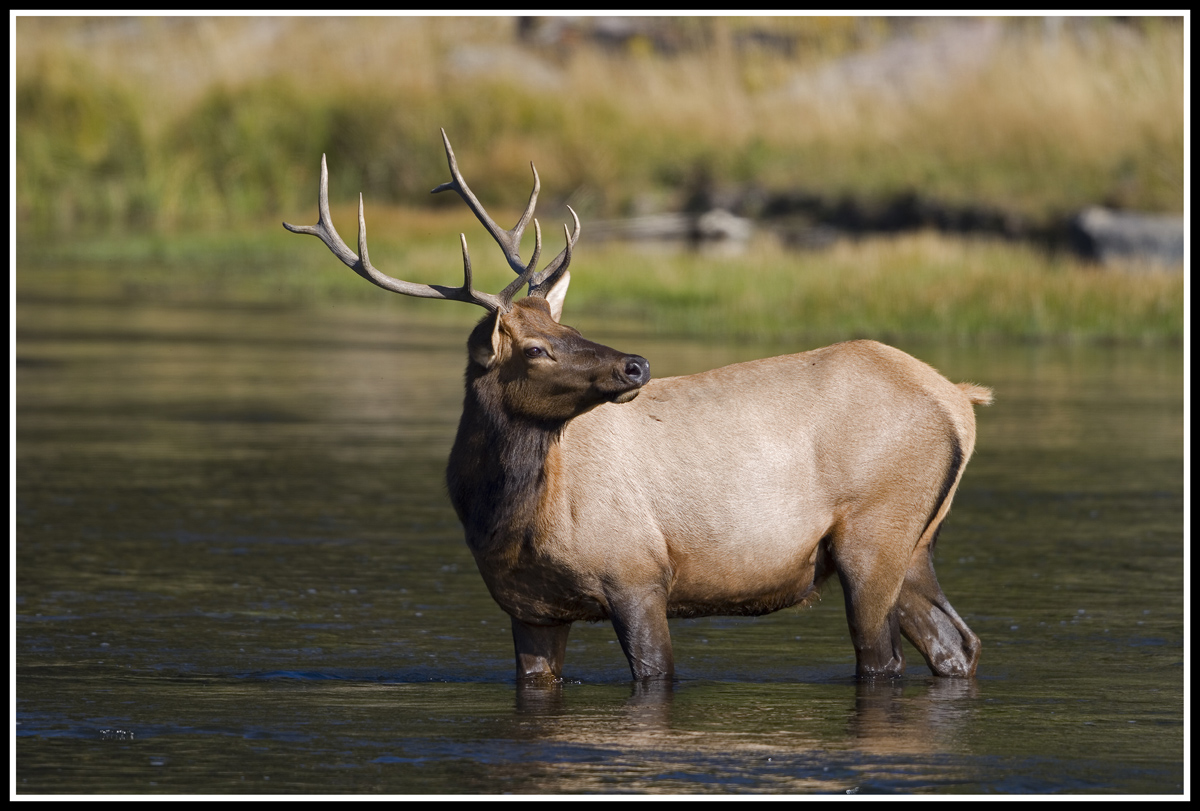 Madison River Bull