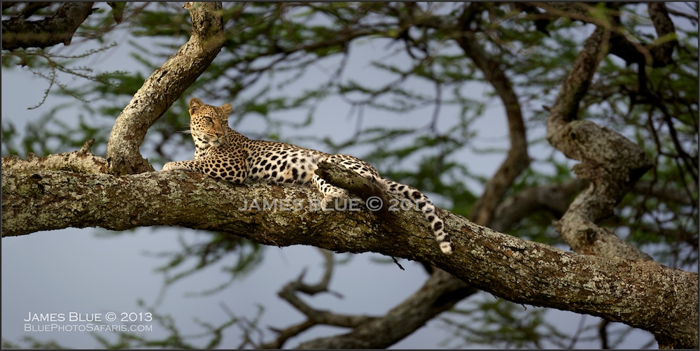 Panthera Pardus Panorama