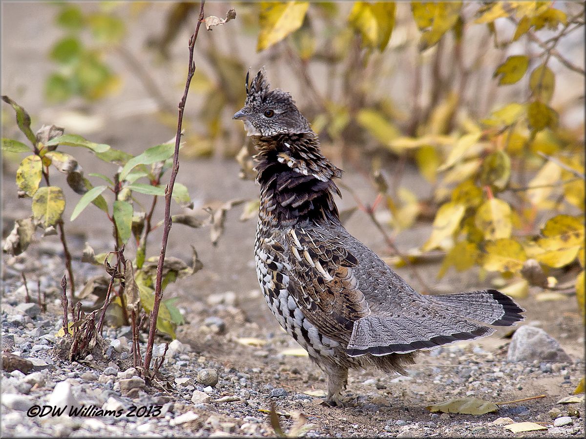 Ruffy Courtship
