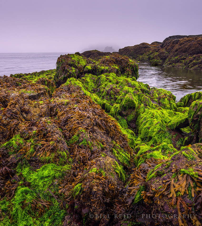 Sea Growth