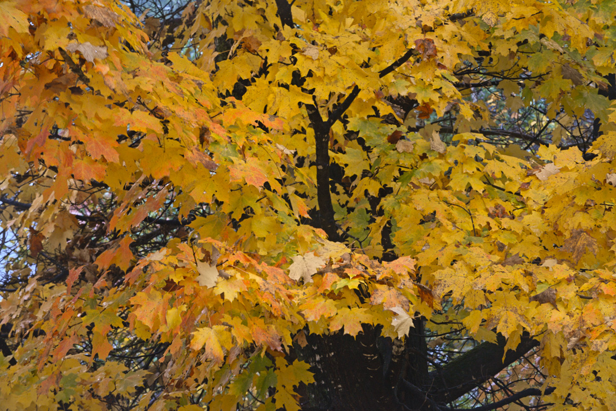 Autumn Color  #6