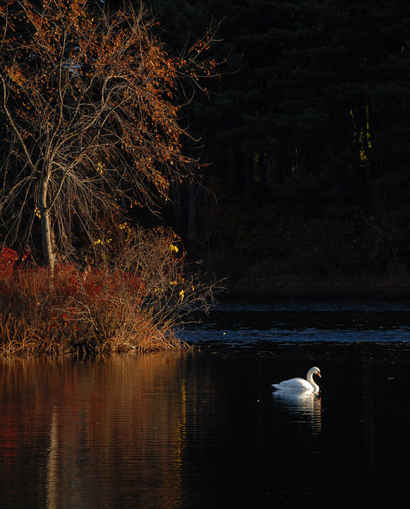 Swan Lake