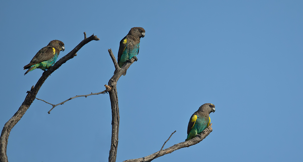 Myers Parrot