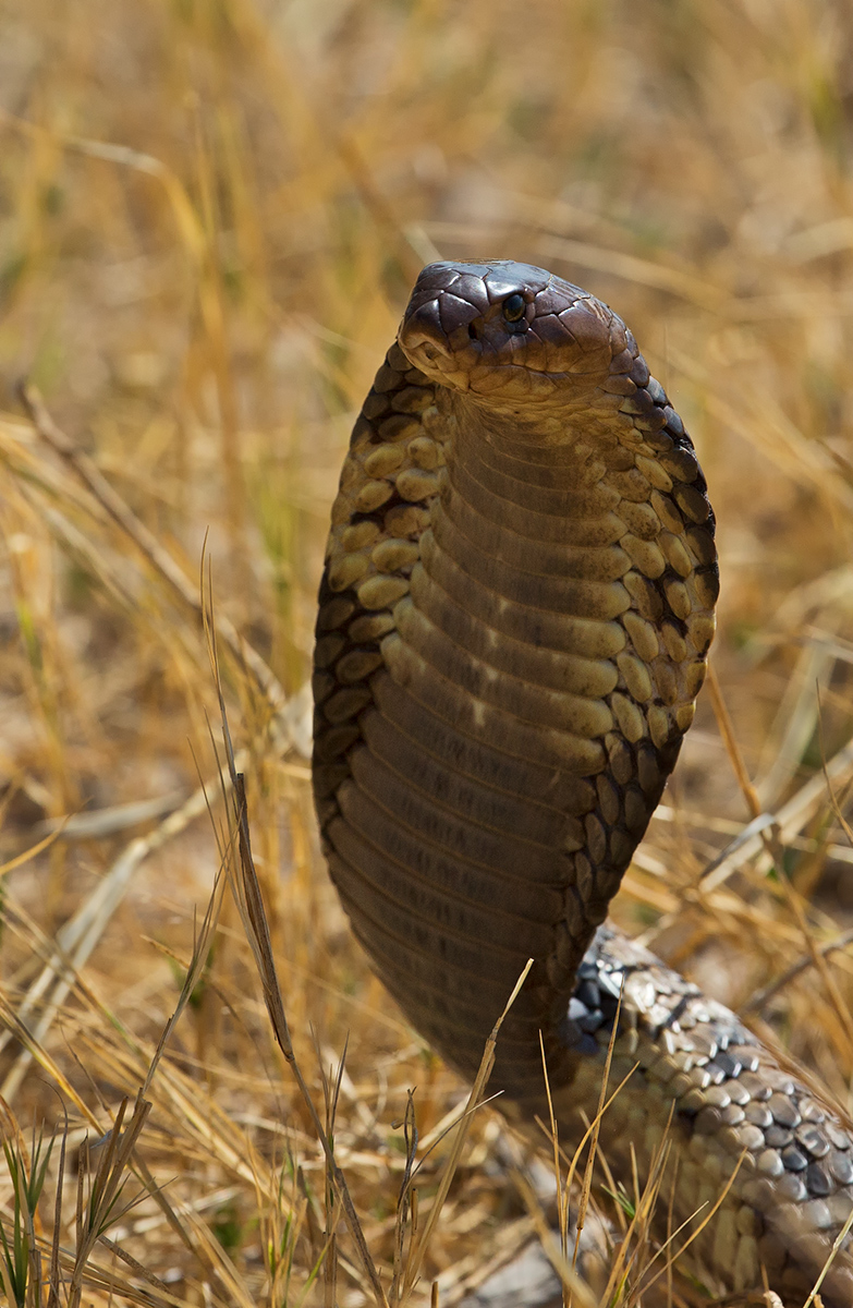 Snouted Cobra