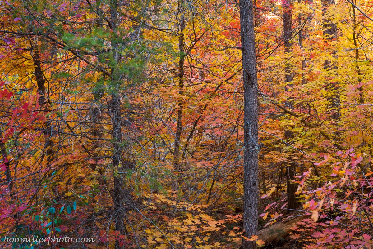 West Fork Color