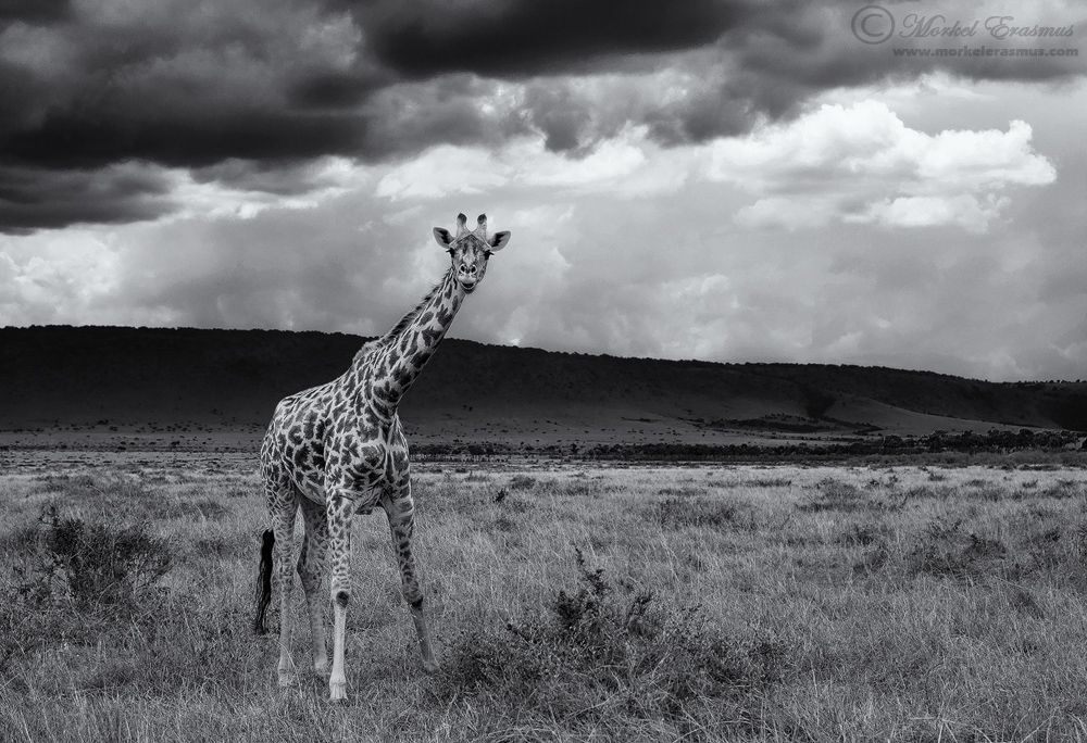 Iconic Giraffe