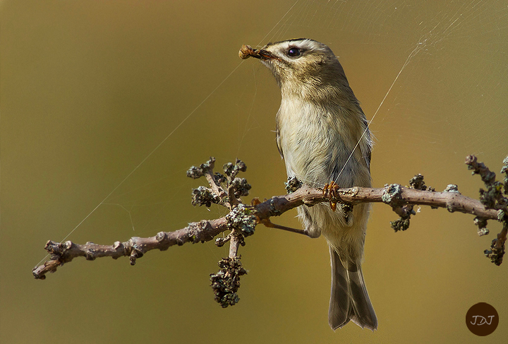 Golden-crowned Kinglet