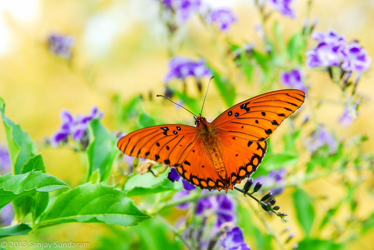 Gulf Fritillary