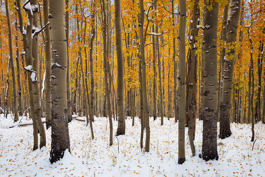 Aspens & Snow + Edit